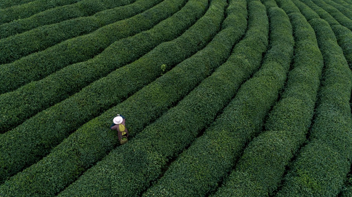 Pictures of beautiful tea gardens