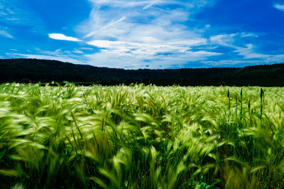 Pictures of green wheat fields