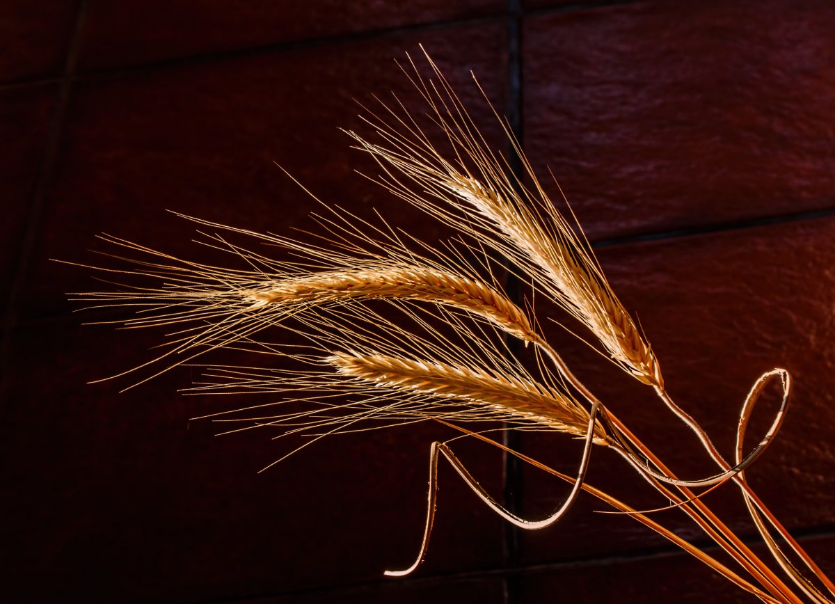Golden wheat ears pictures