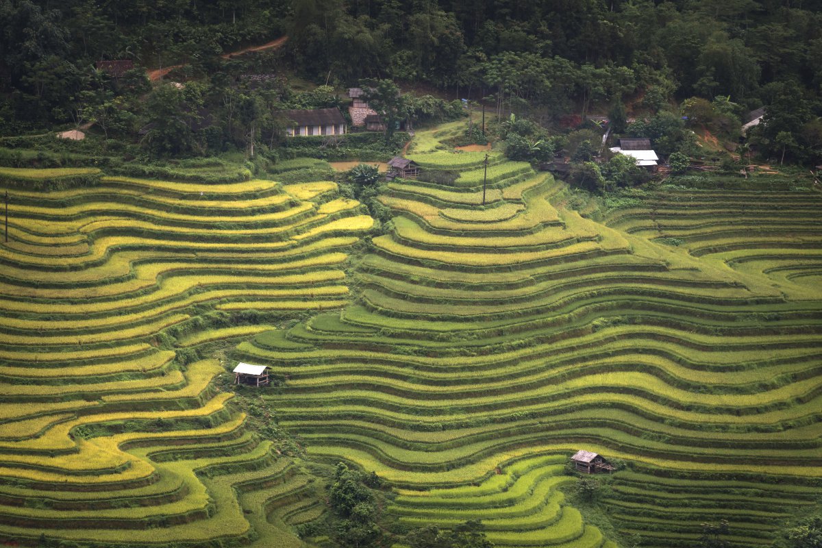 Vietnam rice field scenery pictures