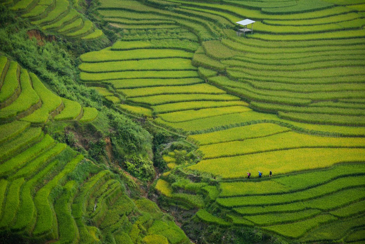 Beautiful pictures of terraced fields