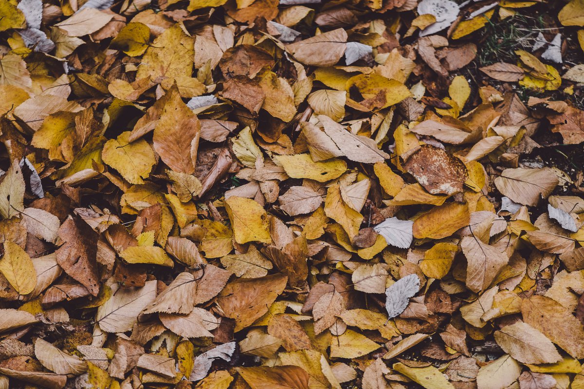 Pictures of fallen leaves all over the ground
