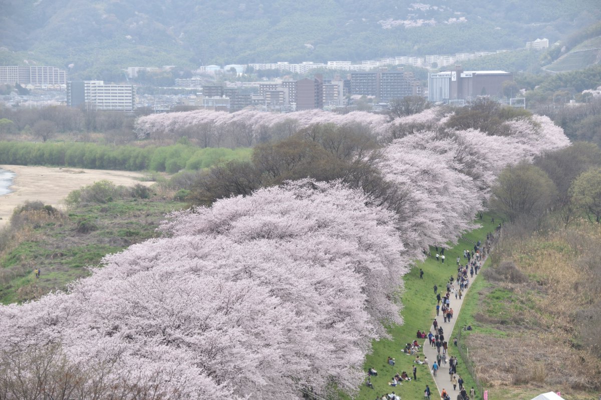 Pictures of cherry blossoms that can be seen everywhere on Japanese streets