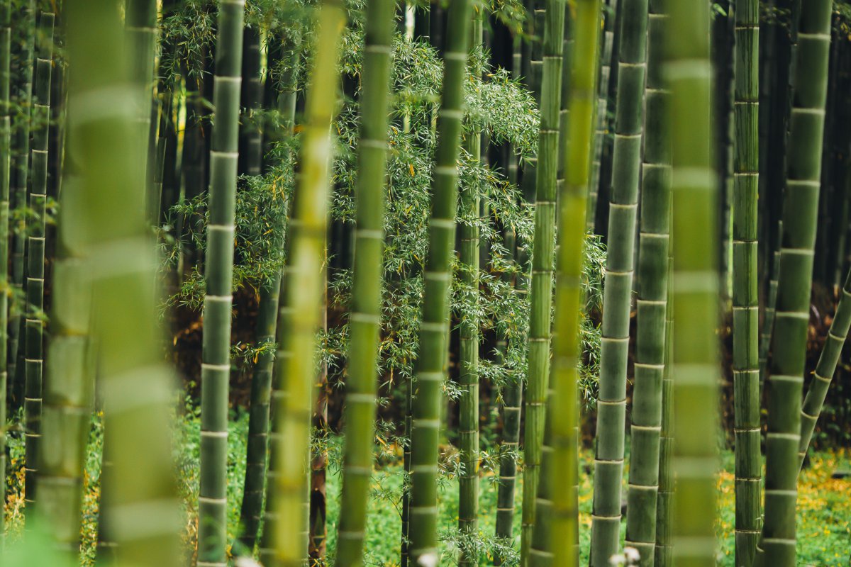 towering bamboo pictures