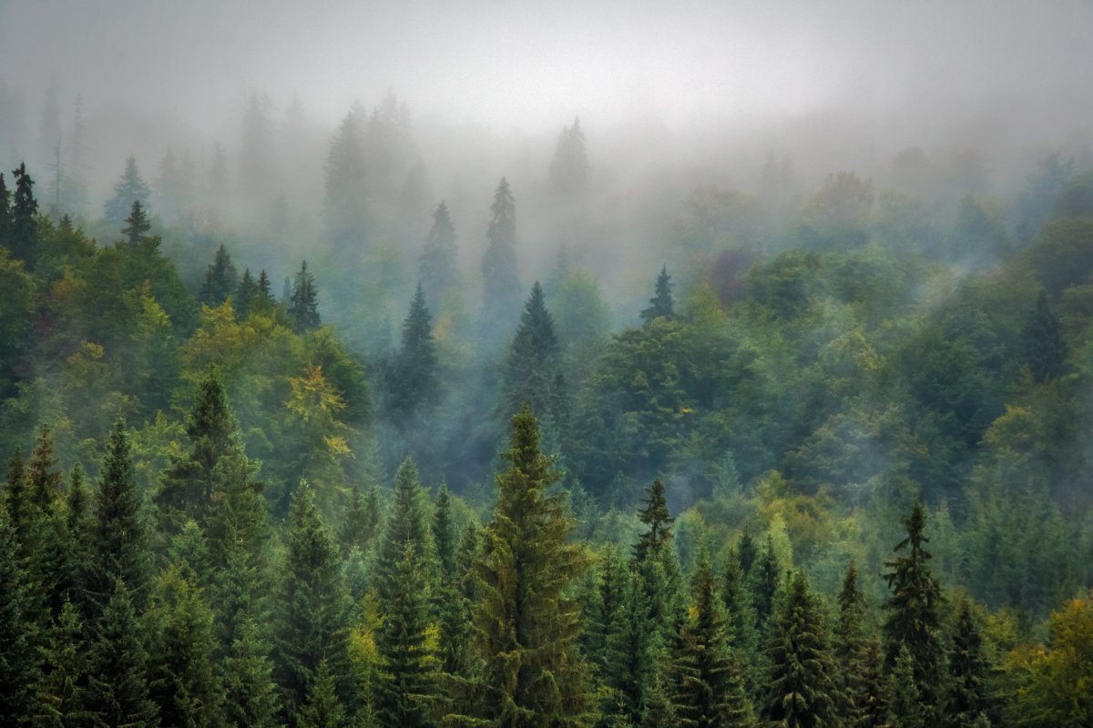 foggy forest images