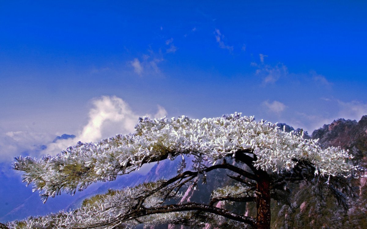 Huangshan rime pictures