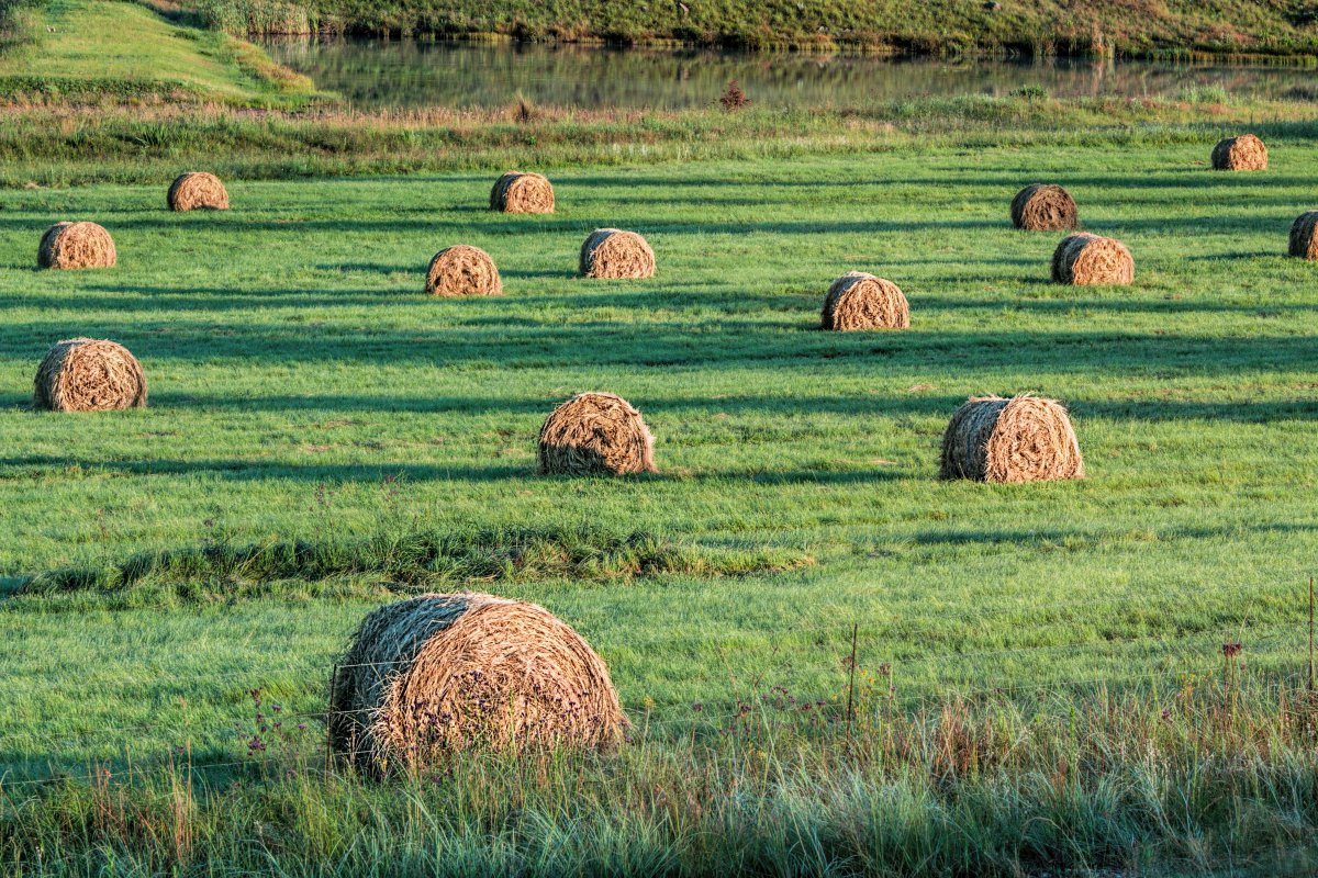 Pictures of haystacks in the field