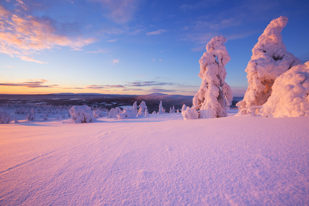 Snow forest scenery pictures