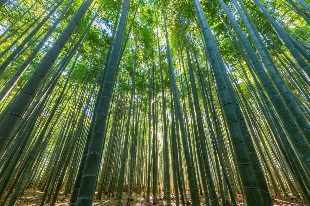 cool bamboo forest pictures