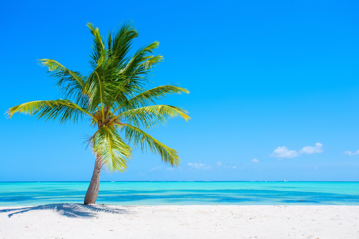 Island coconut trees natural scenery pictures