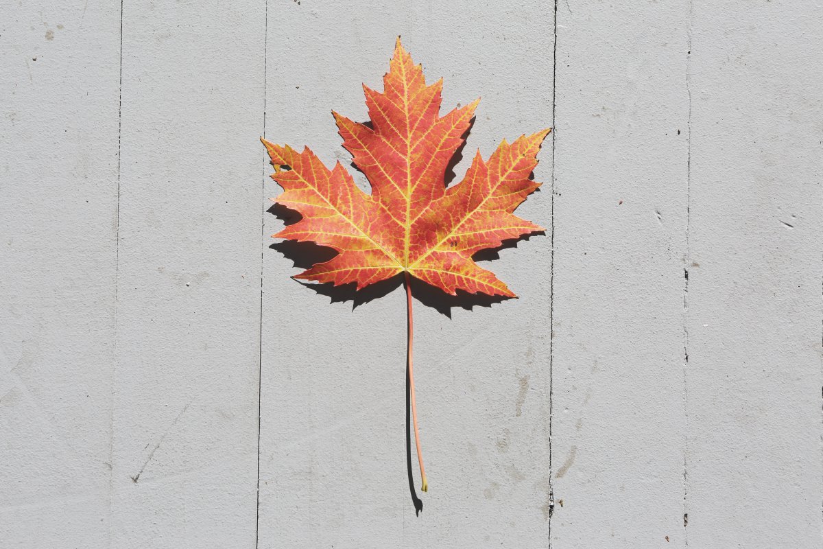 Colorful maple leaf pictures