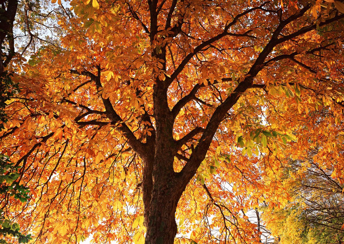 Beautiful maple trees and maple leaf pictures