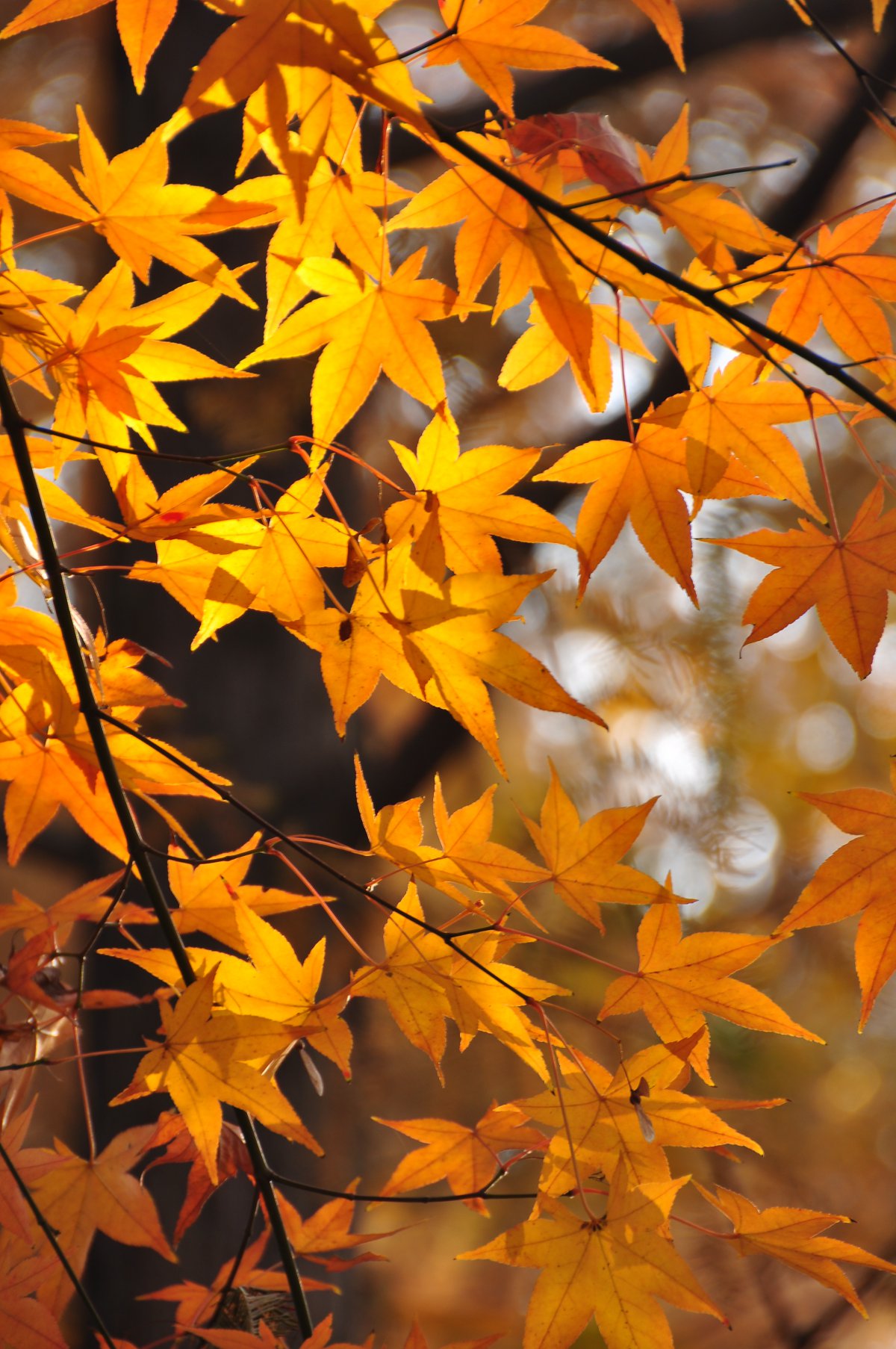 Golden maple leaf pictures