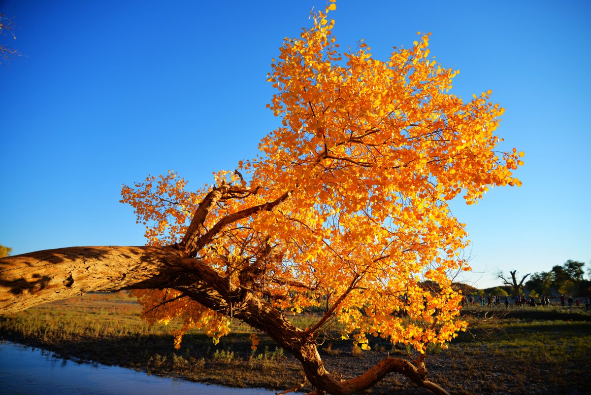 Pictures of Populus euphratica forest in Xinjiang