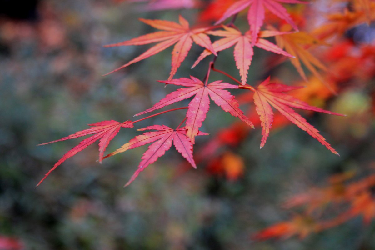 Autumn red leaves pictures