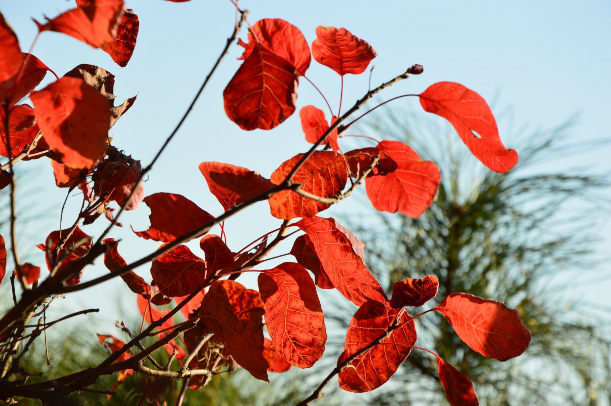 Gifts of nature Beijing Xiangshan red leaves scenery pictures