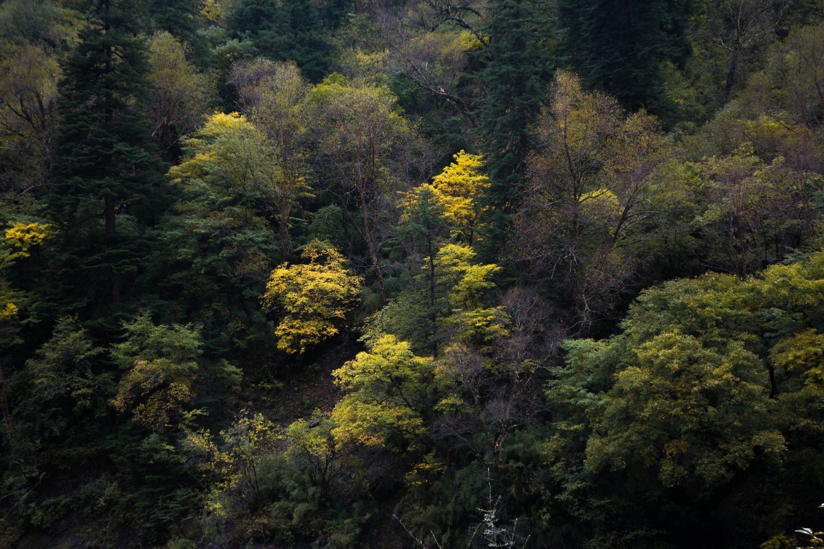 Boundless autumn scenery pictures of Aba, Sichuan