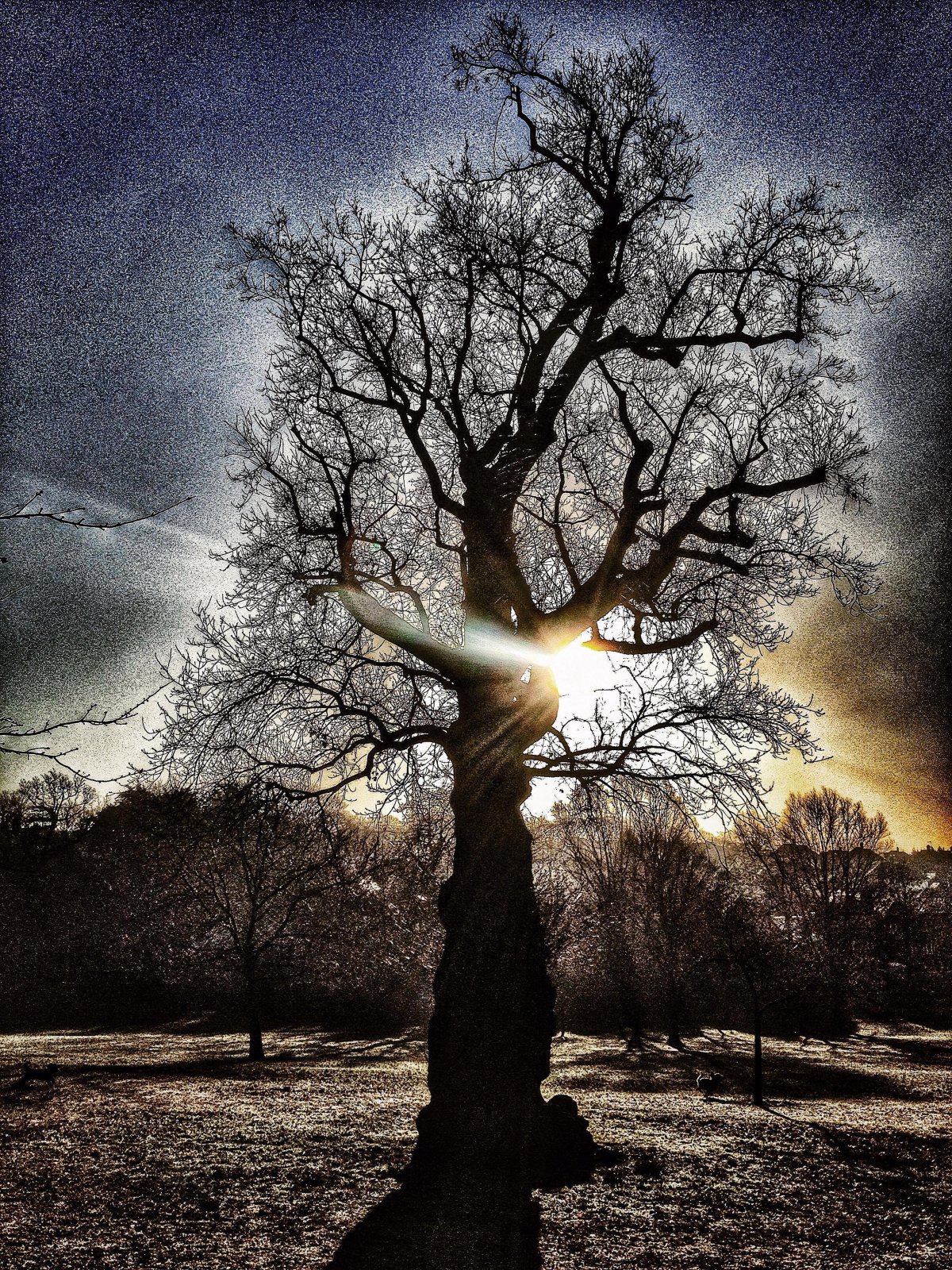 Evening tree silhouette scenery picture