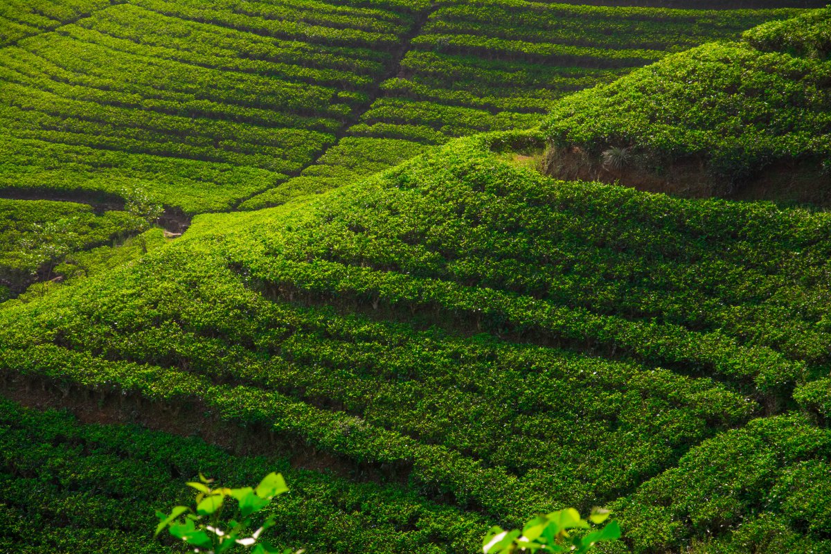 Hilly tea plantation scenery pictures