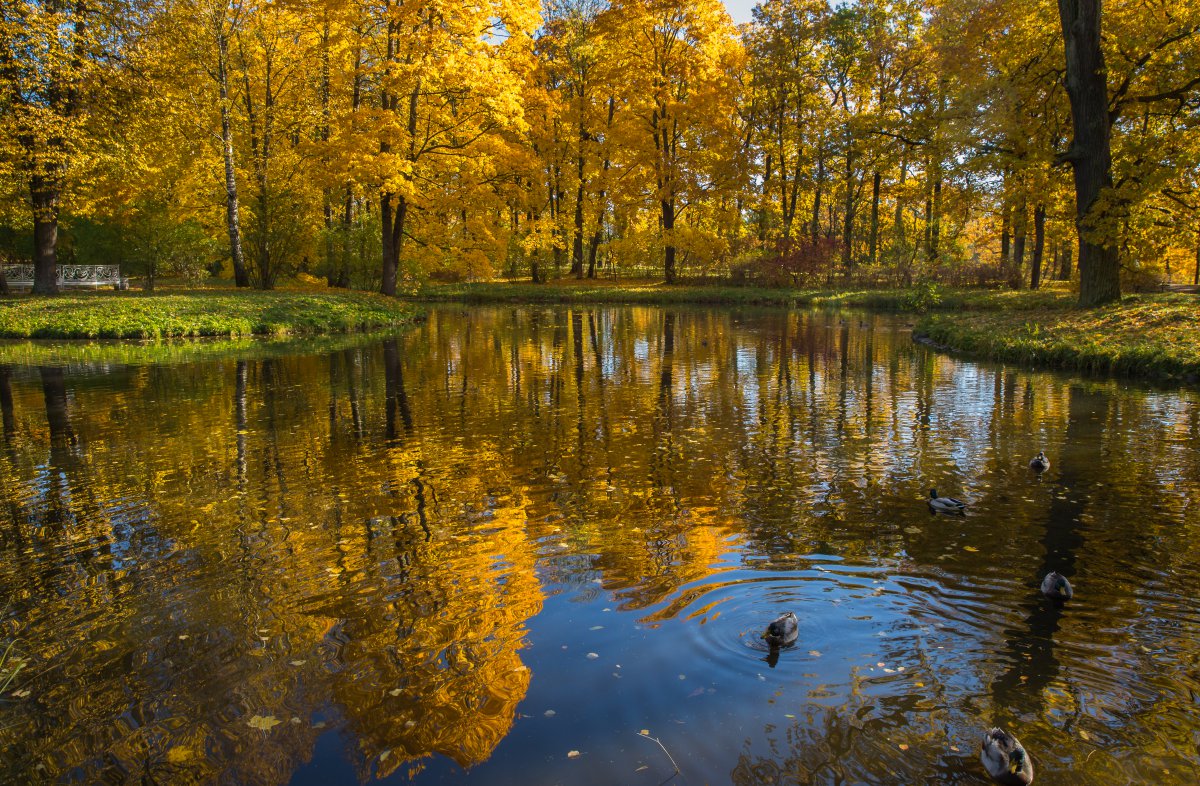Beautiful autumn scenery pictures of Russian gardens