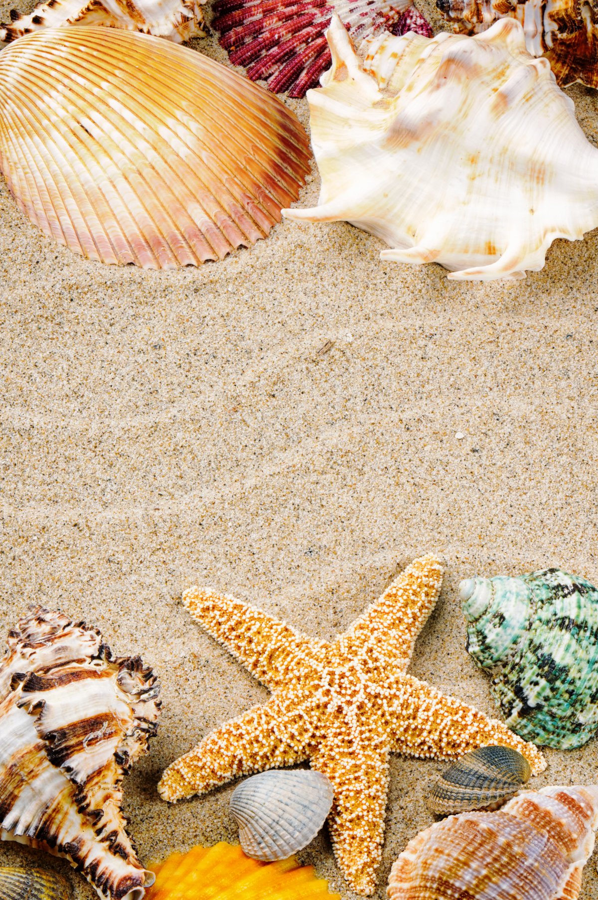 Beautiful Beach Shell Pictures