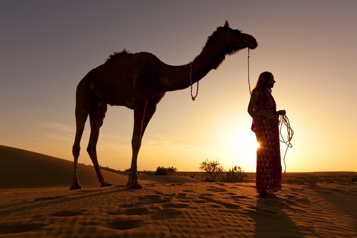 Desert camel character walking picture
