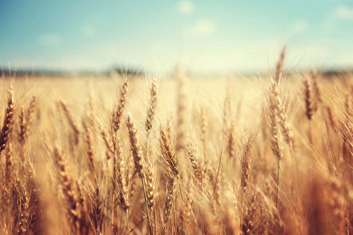 Wheat field scenery pictures