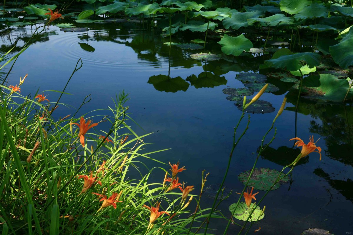 Lotus pond scenery material picture