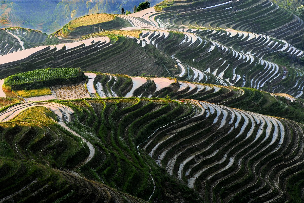 Terraced fields scenery material picture