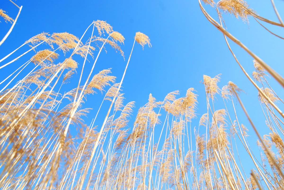 Reed sky landscape picture