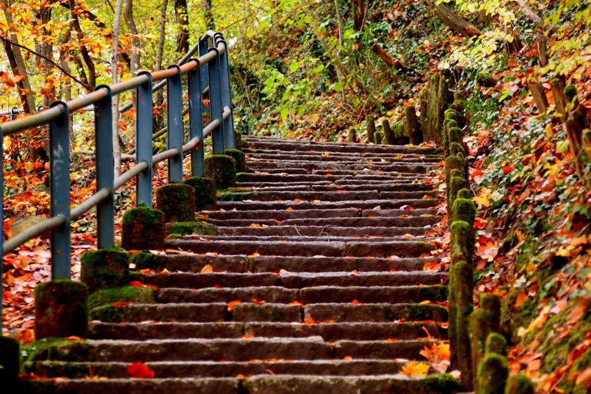Picture of stone steps in forest park in autumn