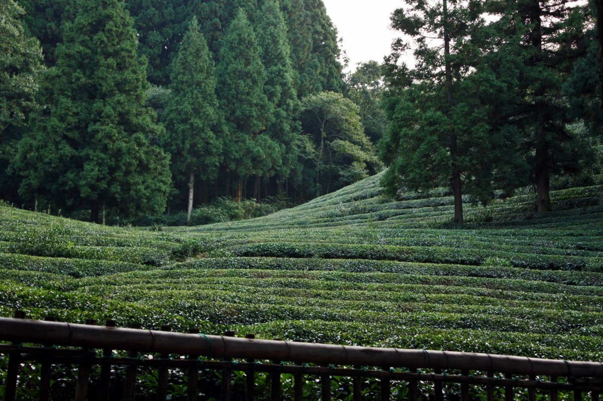 Green tea garden pictures