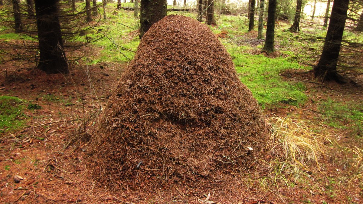 Pictures of ant nests in the earth
