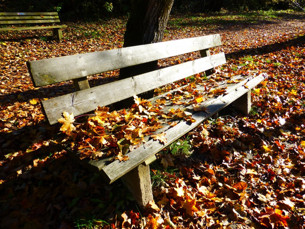Beautiful pictures of fallen leaves park benches