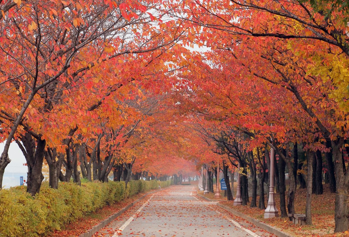 Autumn boulevard pictures