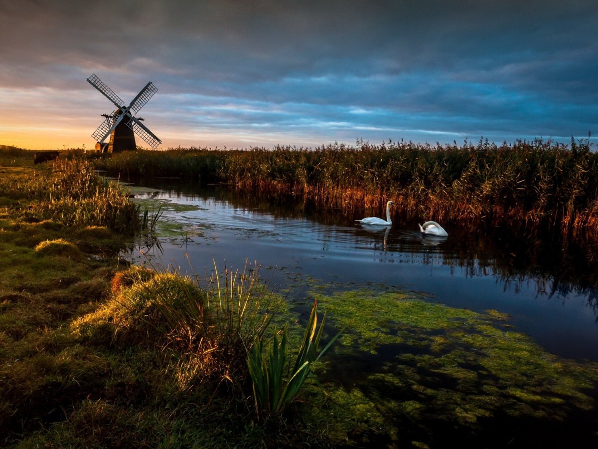 Beautiful pictures of reed marshes