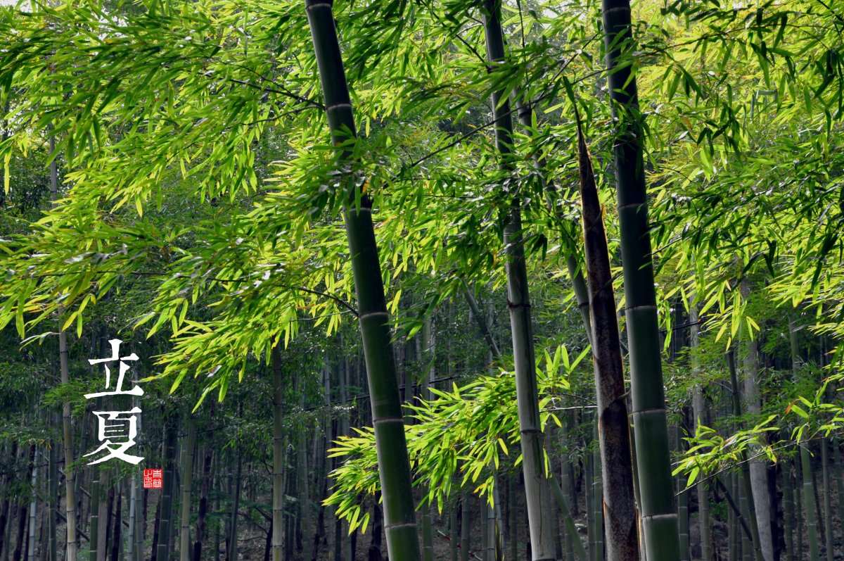 Beginning of Summer Bamboo Forest Pictures
