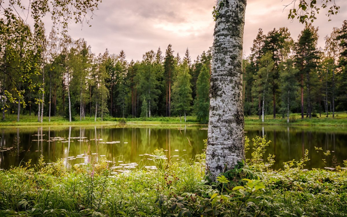 Beautiful scenery pictures of forests and lakes
