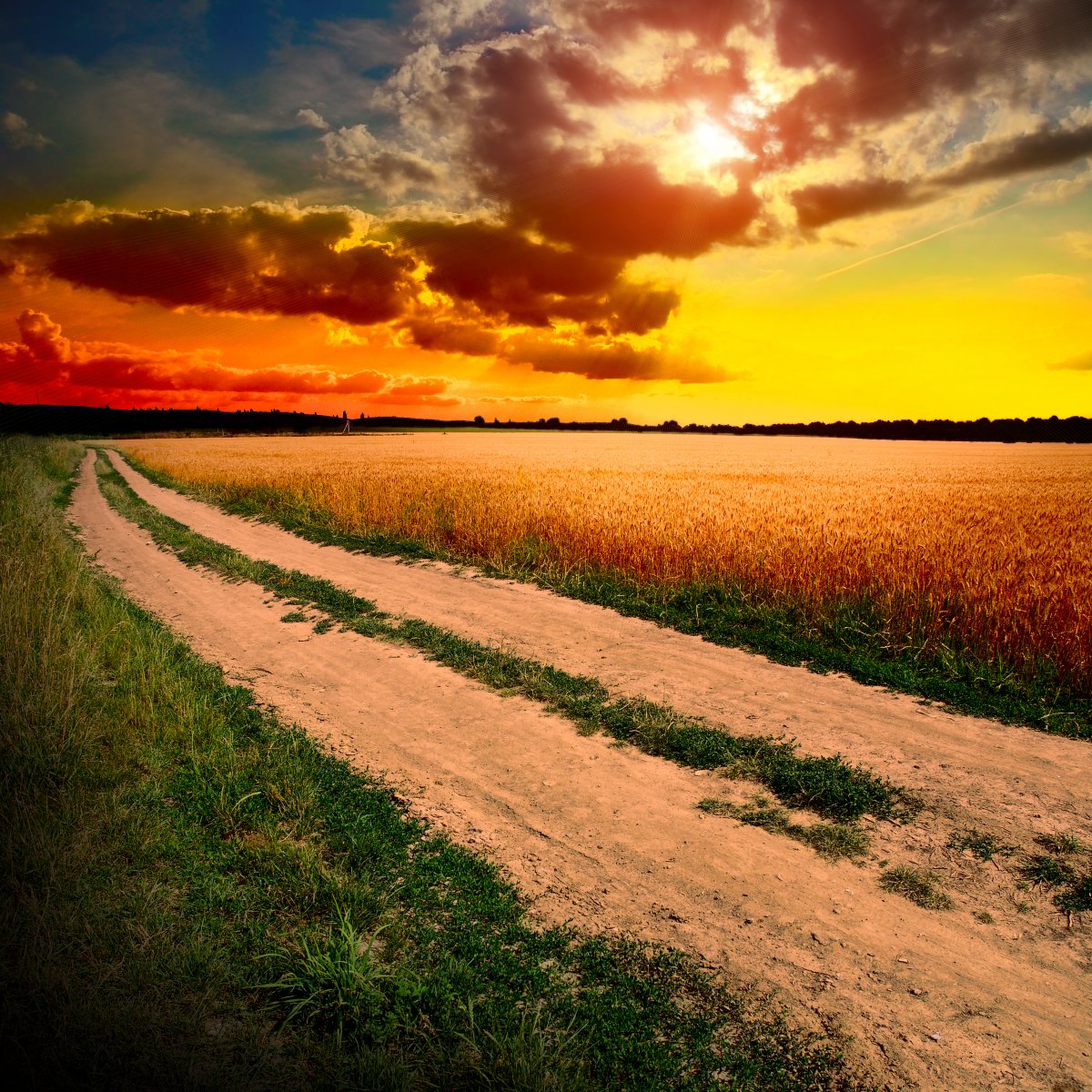 Beautiful scenery picture of wheat field road