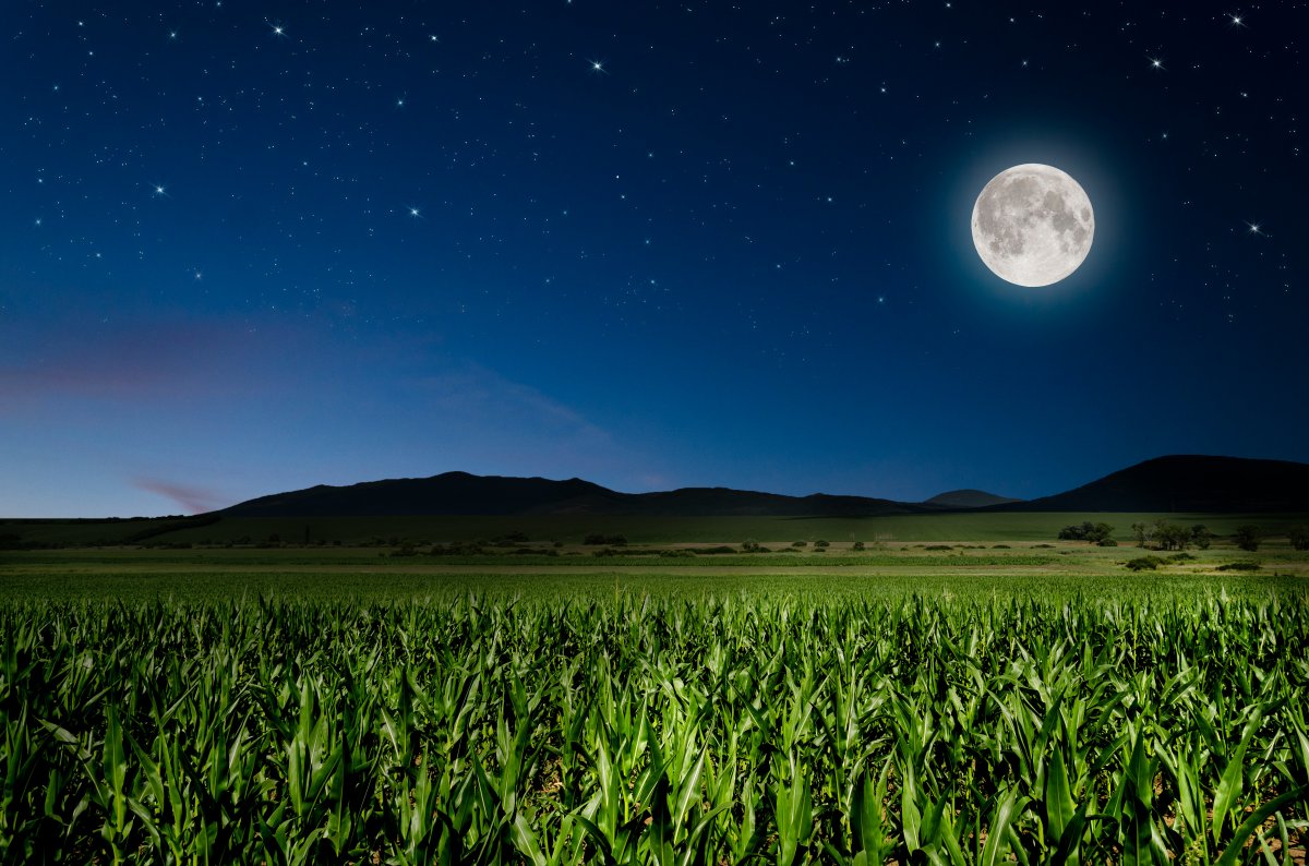Picture of full moon in night sky and cornfield crops