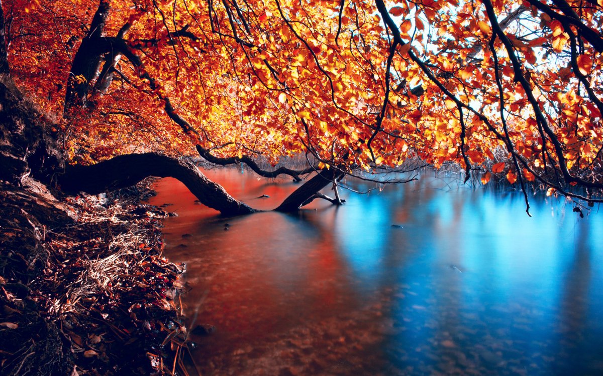 Autumn forest stream scenery picture