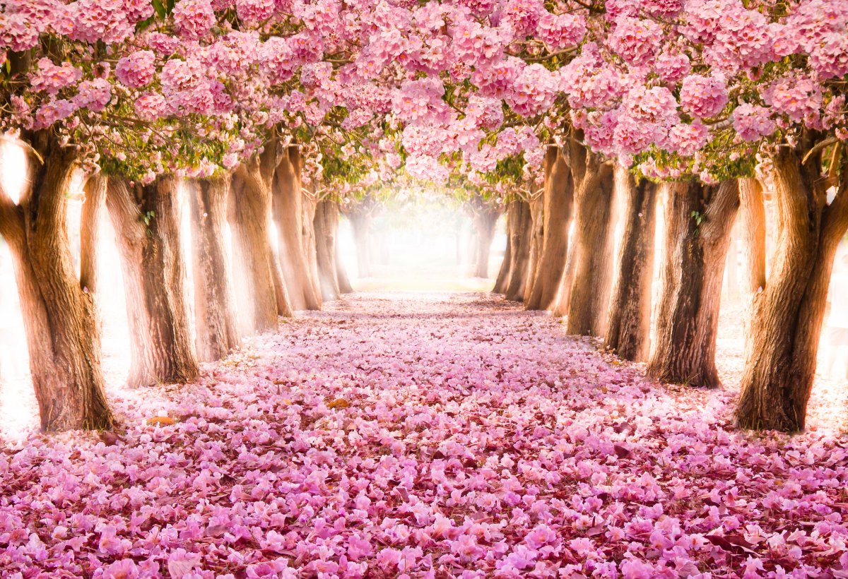 Spring pink falling flowers landscape picture