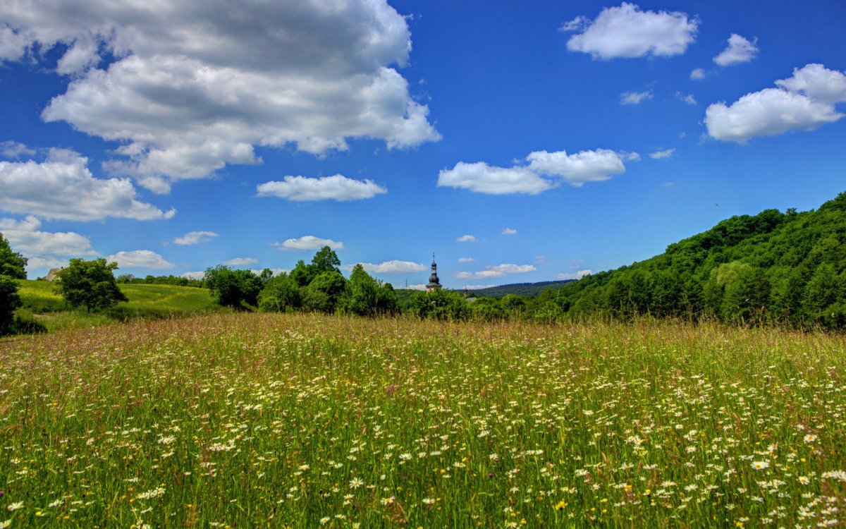 Landscape pictures of blue sky, white clouds, flowers, grass and green trees