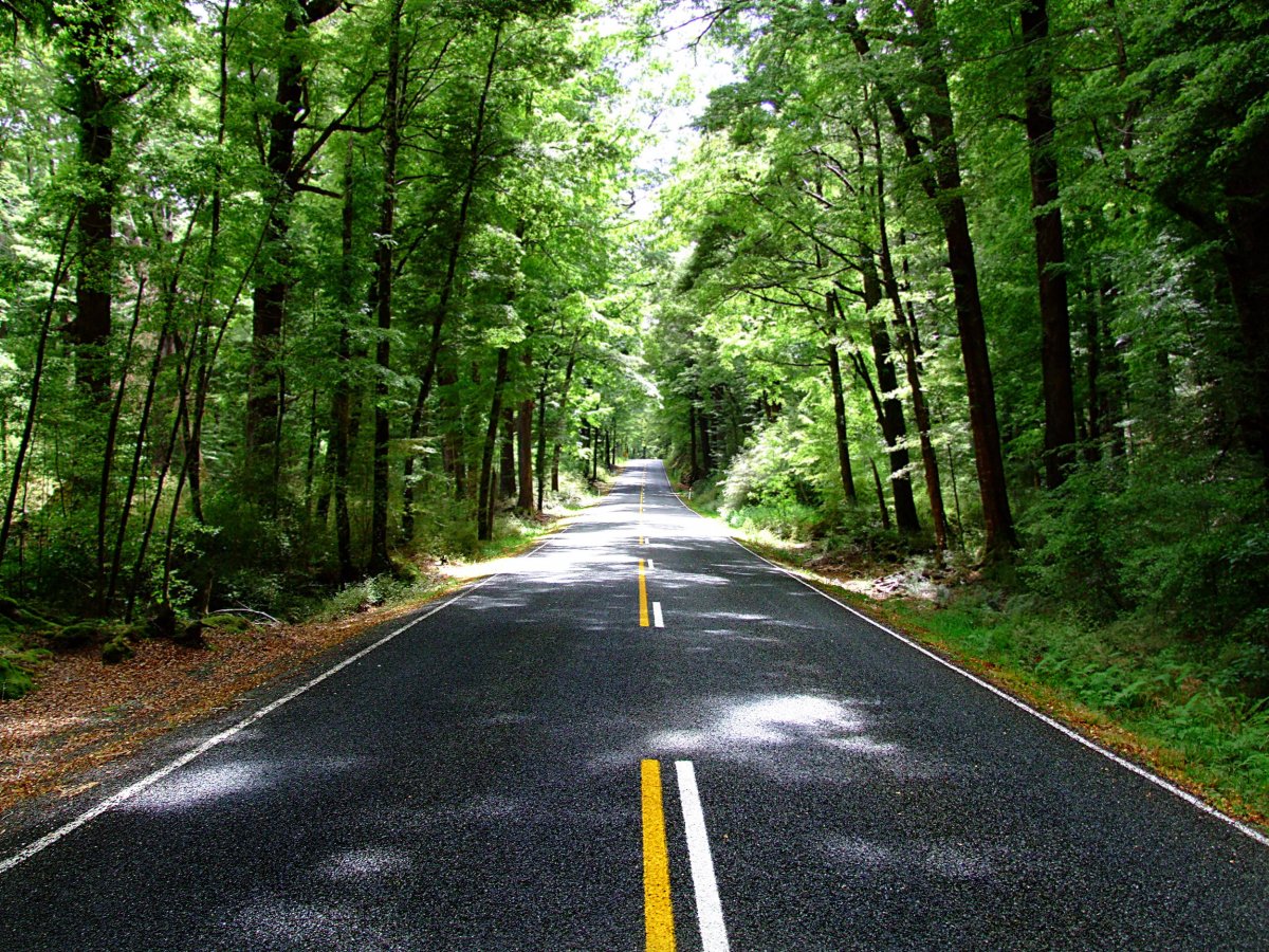 Green forest road scenery picture