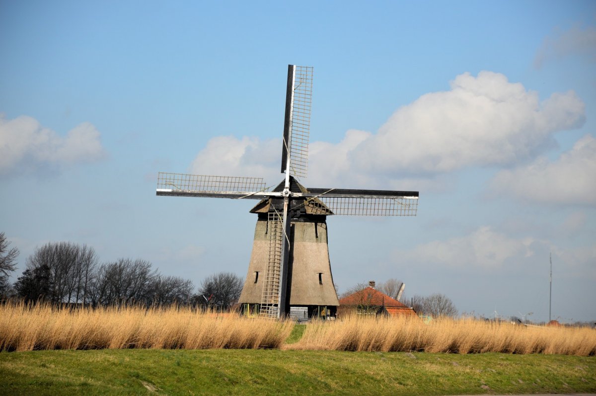 Dutch windmill picture in meadow