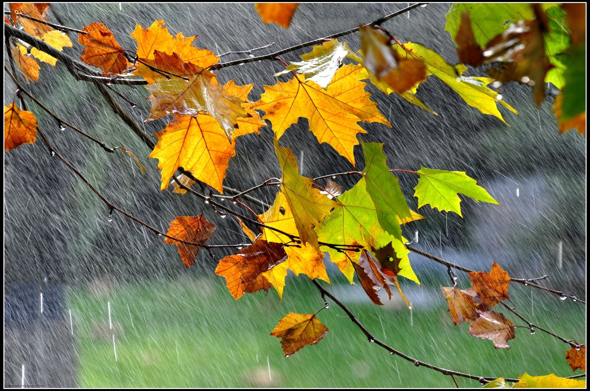 Autumn rain pictures collection