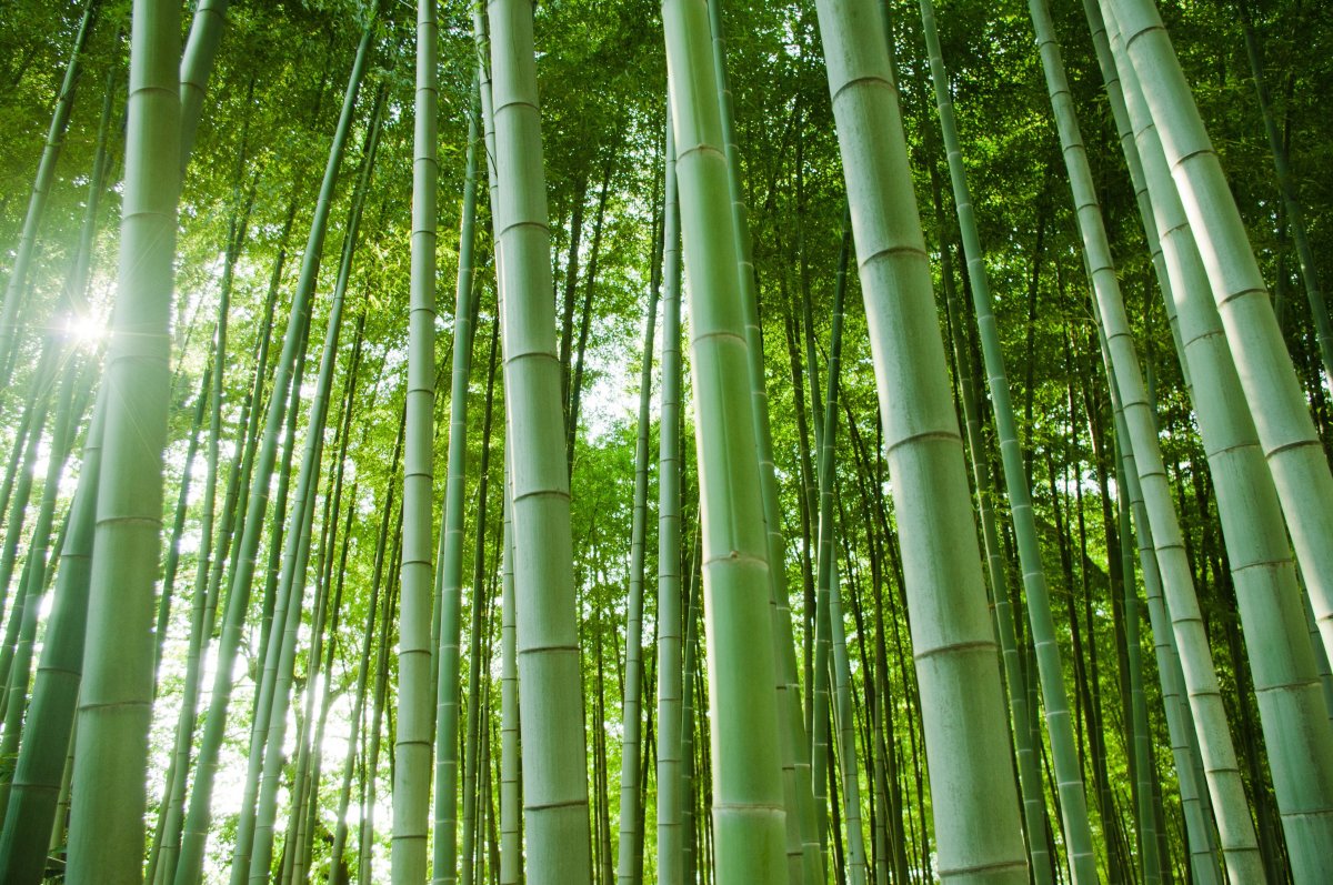green bamboo forest pictures