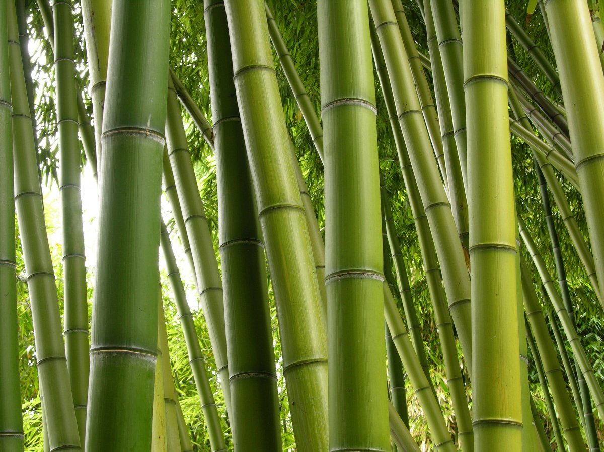 Green bamboo forest scenery pictures
