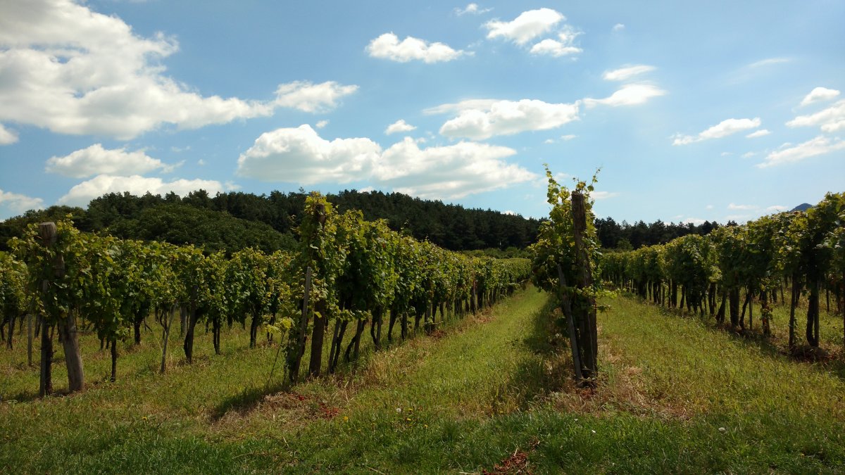 Pictures of vineyards under blue sky and white clouds