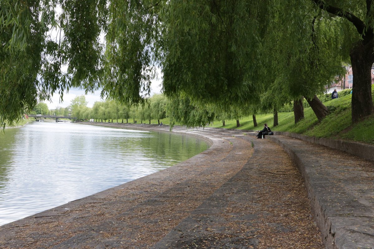 Scenery pictures of willow trees by the river